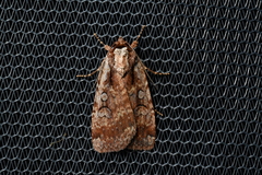 Eueretagrotis attentus