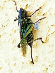 Gampsocleis sedakovii