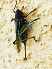 Gampsocleis sedakovii