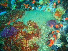 Pseudopotamilla reniformis