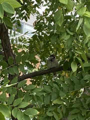 Passer domesticus