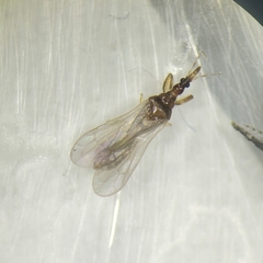 Enicocephalidae