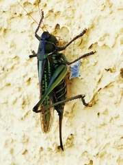 Gampsocleis sedakovii