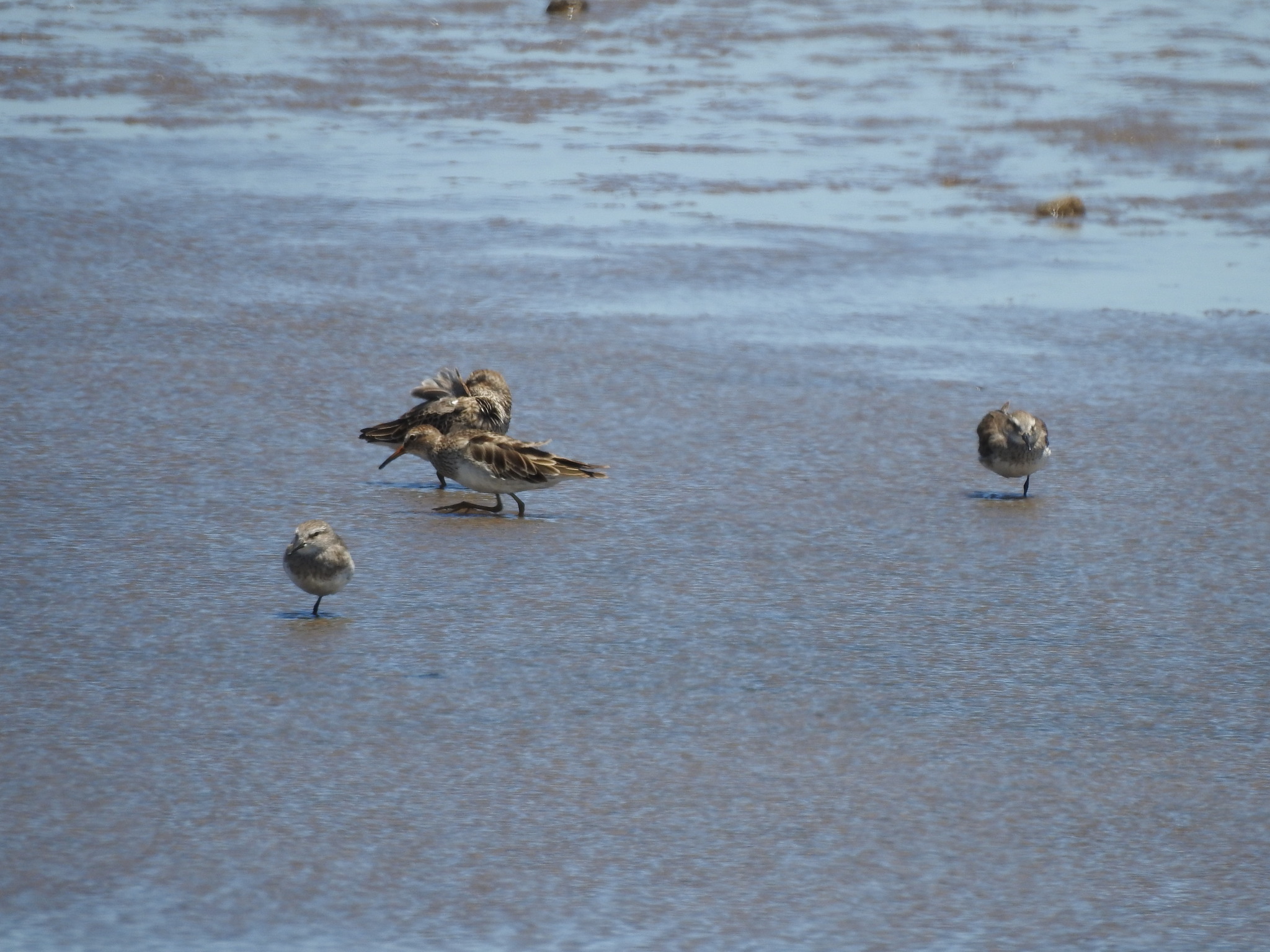 White-rumped Sandpiper