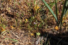 Monopsis debilis debilis