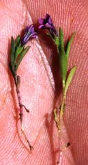 Monopsis debilis debilis
