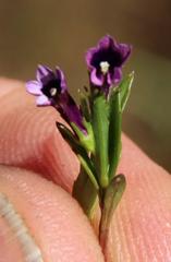Monopsis debilis debilis
