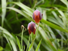 Calochortus purpureus