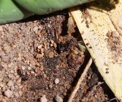 Tetramorium sericeiventre