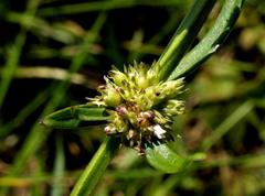 Spermacoce natalensis