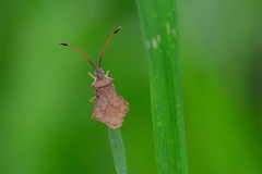 Syromastus rhombeus