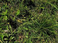 Spermacoce natalensis