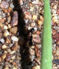 Tetramorium sericeiventre