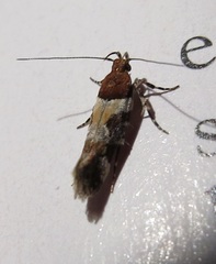 Aristotelia devexella