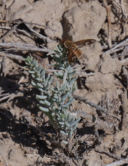 Poecilanthrax willistonii