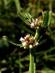 Spermacoce natalensis