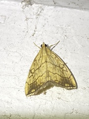 Evergestis pallidata