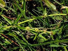 Spermacoce natalensis