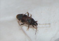 Neolethaeus dallasi