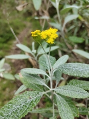 Senecio hypoleucus