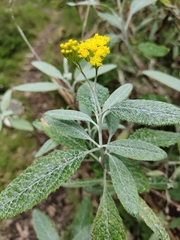 Senecio hypoleucus