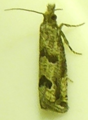 Pelochrista seamansi