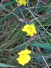 Hibbertia amplexicaulis