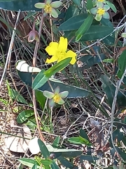 Hibbertia amplexicaulis