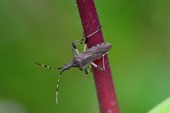 Dicranocephalus albipes