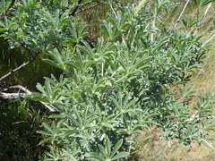 Lupinus paynei