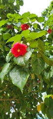 Thespesia grandiflora
