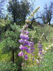 Lupinus paynei