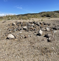 Potentilla newberryi