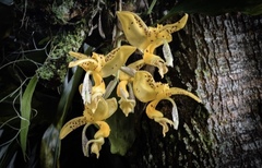 Stanhopea