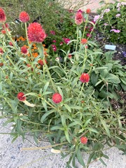 Gomphrena