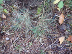 Festuca trachyphylla