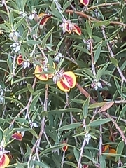 Pultenaea reticulata