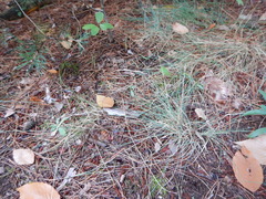 Festuca trachyphylla