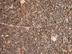 Festuca trachyphylla
