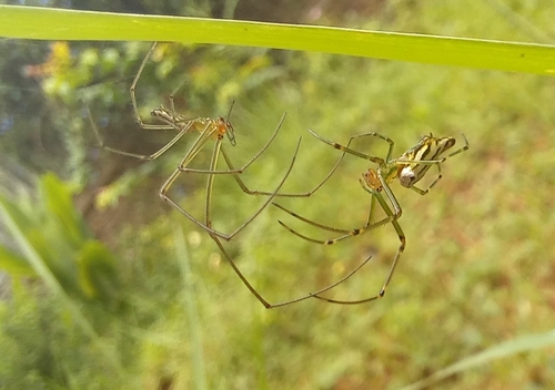 Decorative Vleispider