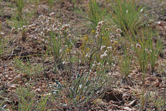 Eriogonum batemanii
