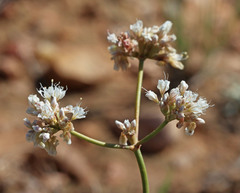 Eriogonum batemanii