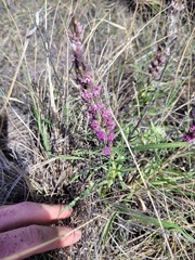 Liatris punctata nebraskana