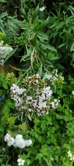 Stevia lucida
