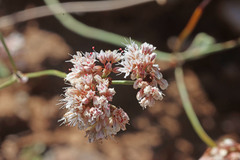 Eriogonum batemanii