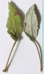 Eriogonum batemanii
