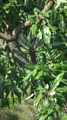Cussonia