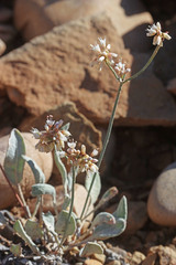 Eriogonum batemanii