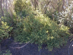 Pultenaea reticulata
