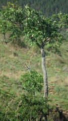 Cussonia